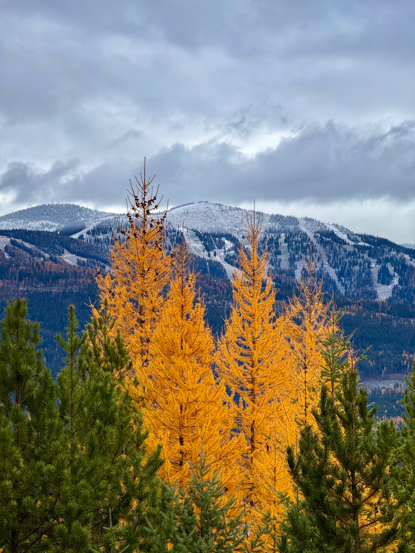 Golden Western larch in peak autumn across the forested ridgelines of the Flathead Valley, Montana.