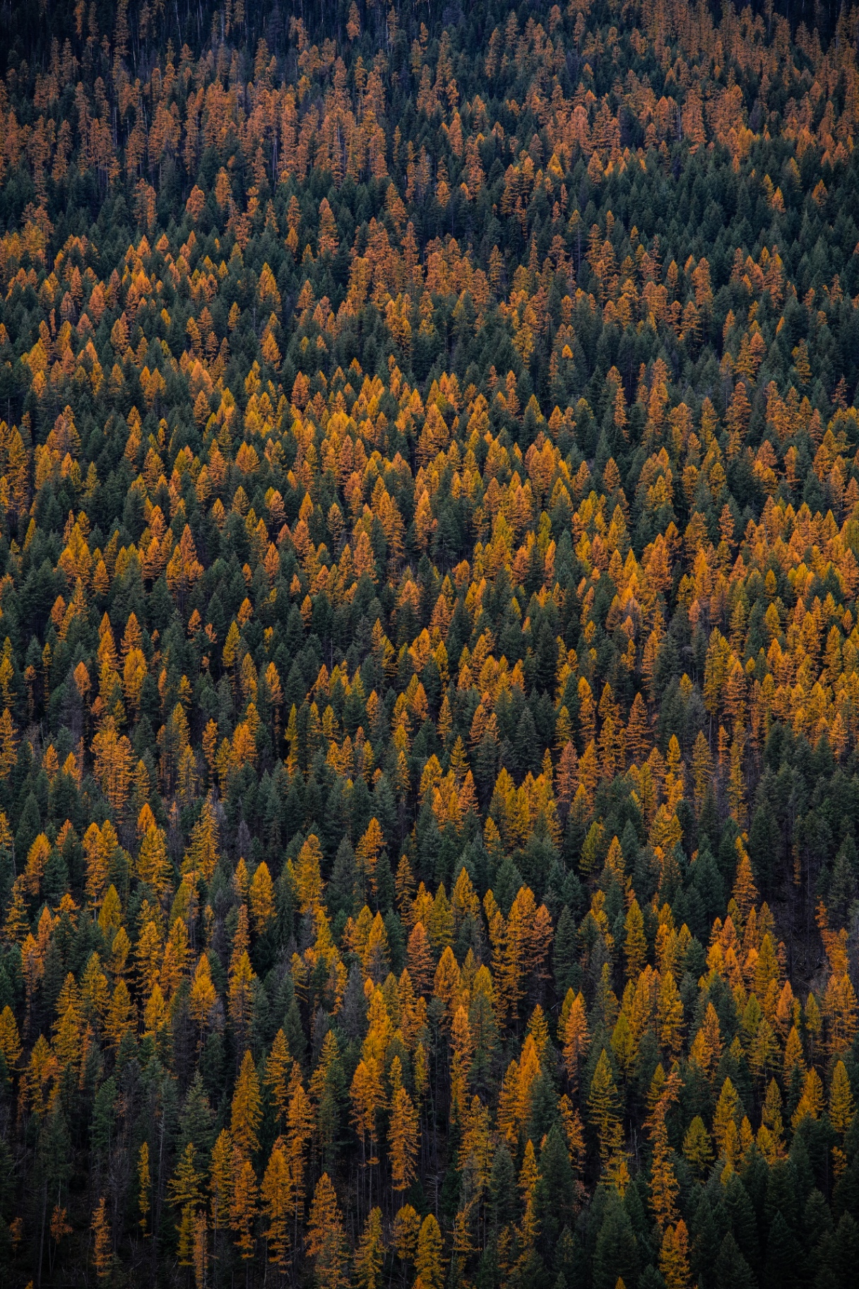 Aerial view of a dense Flathead Valley forest in peak autumn, golden Western larch woven through deep-green evergreens across a rolling Northwest Montana ridge.